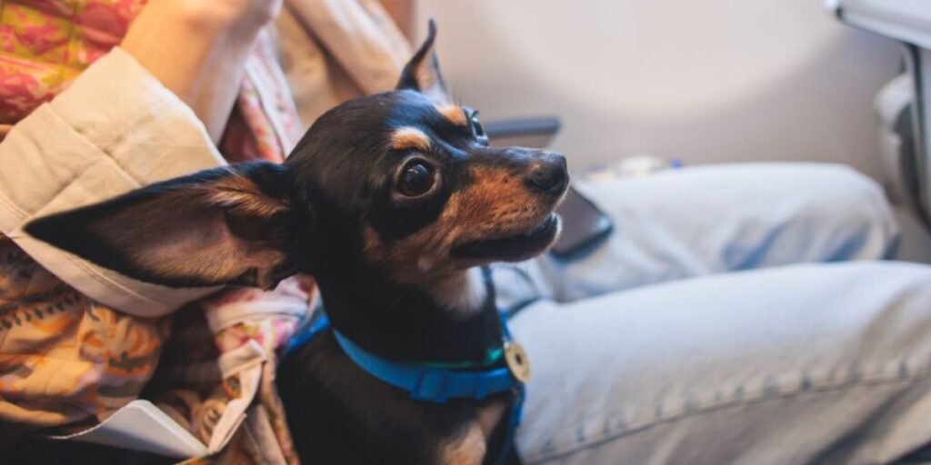 Cabin Pet Policy